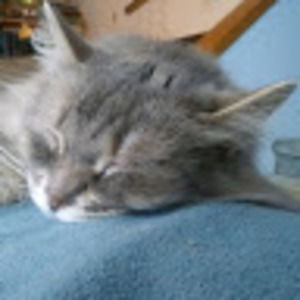 Meet your Posher, Dee